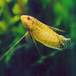 Golden gourami