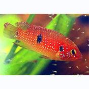 Jewel cichlid