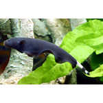 Black Ghost Knife Fish