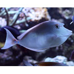 Blue Unicorn Tang