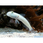 Sand Milk Goby