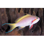 Red Fairy Anthias