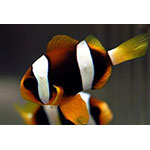 Clarkii Clownfish