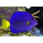 Purple Tang