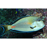 Sohal Surgeonfish