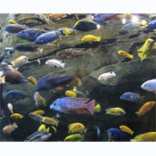 Assorted Cichlid