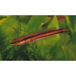 Red snakehead