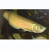 Silver arowana