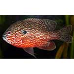 Long-ear sunfish