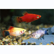 Assorted Platy