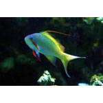 Green Anthias