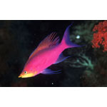 Purple Queen Anthias