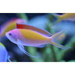 Madder Seaperch Anthias