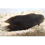 Dusky-Black Blenny