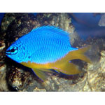 Azure Damselfish