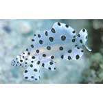 Panther Polka Dot Grouper