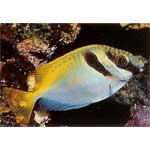 Virgate Rabbitfish 