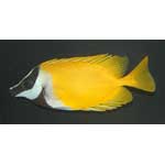 Yellow Foxface Rabbitfish
