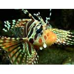 Zebra/Dwarf Lionfish