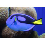 Blue Tang