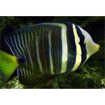 Pacific Sailfin Tang