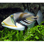 Picasso / Humu Humu Triggerfish