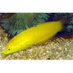 Golden / Canary Wrasse
