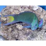 Scissor Tail / Moon Wrasse