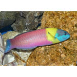 Rainbow Wrasse