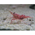 Dancing Shrimp