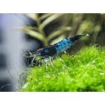 Black and blue rili shrimp