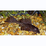 Common Pleco