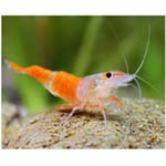 Orange rili shrimp