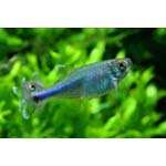 Cochu s blue tetra