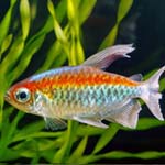 Congo tetra