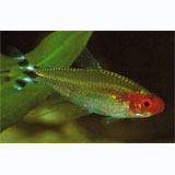 Rummy Nose Tetra