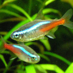 Neon Tetra 