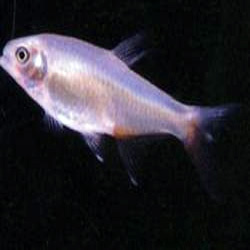 Bloodfin tetra