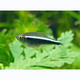 Black Neon Tetra