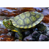 Red Ear Slider Goldfish