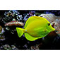 Yellow Tang