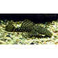 Common Bristlenose Pleco