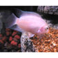 Pink Convict Cichlid