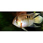 Keyhole Cichlid