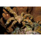Decorator Crab