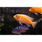 Assorted Maylandia Cichlid