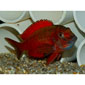 Fire Cracker Tropheus Kasanga