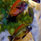 Assorted Tropheus Cichlid