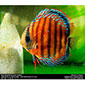 Alencer Discus