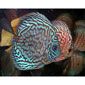 Turquoise Discus